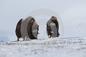 Wild Musk Ox in winter, mountains in Norway, Dovrefjell national park