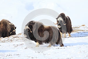 Wild Musk Ox in winter, mountains in Norway, Dovrefjell national park