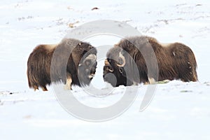 Wild Musk Ox in winter, mountains in Norway, Dovrefjell national park