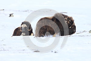 Wild Musk Ox in winter, mountains in Norway, Dovrefjell national park