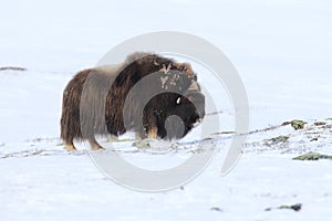 Wild Musk Ox in winter, mountains in Norway, Dovrefjell national park