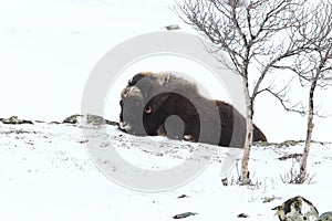 Wild Musk Ox in winter, mountains in Norway, Dovrefjell national park