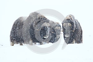 Wild Musk Ox in winter, mountains in Norway, Dovrefjell national park