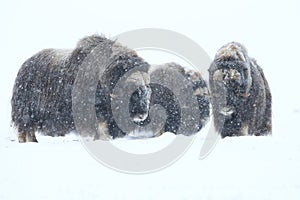 Wild Musk Ox in winter, mountains in Norway, Dovrefjell national park