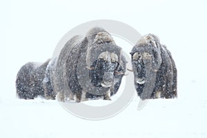 Wild Musk Ox in winter, mountains in Norway, Dovrefjell national park