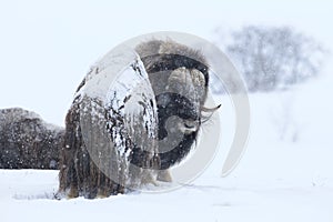 Wild Musk Ox in winter, mountains in Norway, Dovrefjell national park