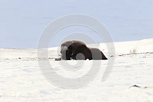 Wild Musk Ox in winter, mountains in Norway, Dovrefjell national park