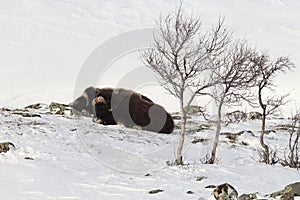 Wild Musk Ox in winter, mountains in Norway, Dovrefjell national park