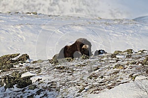 Wild Musk Ox in winter, mountains in Norway, Dovrefjell national park