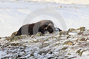 Wild Musk Ox in winter, mountains in Norway, Dovrefjell national park