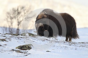 Wild Musk Ox in winter, mountains in Norway, Dovrefjell national park