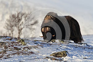 Wild Musk Ox in winter, mountains in Norway, Dovrefjell national park