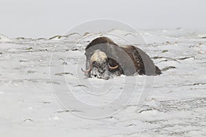 Wild Musk Ox in winter, mountains in Norway, Dovrefjell national park