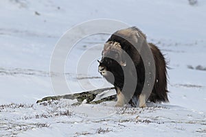 Wild Musk Ox in winter, mountains in Norway, Dovrefjell national park