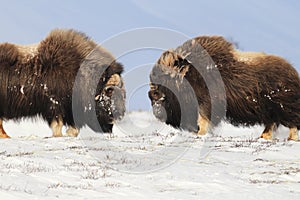 Wild Musk Ox in winter, mountains in Norway, Dovrefjell national park