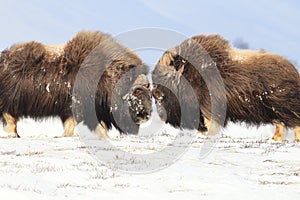 Wild Musk Ox in winter, mountains in Norway, Dovrefjell national park