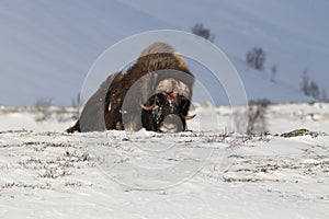 Wild Musk Ox in winter, mountains in Norway, Dovrefjell national park