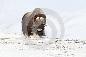 Wild Musk Ox in winter, mountains in Norway, Dovrefjell national park