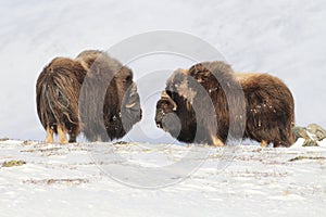 Wild Musk Ox in winter, mountains in Norway, Dovrefjell national park