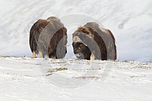 Wild Musk Ox in winter, mountains in Norway, Dovrefjell national park