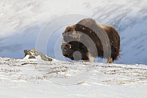 Wild Musk Ox in winter, mountains in Norway, Dovrefjell national park