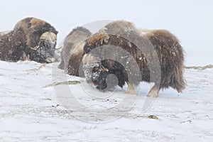 Wild Musk Ox in winter, mountains in Norway, Dovrefjell national park