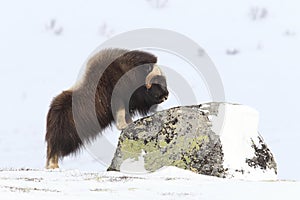 Wild Musk Ox in winter, mountains in Norway, Dovrefjell national park