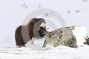 Wild Musk Ox in winter, mountains in Norway, Dovrefjell national park