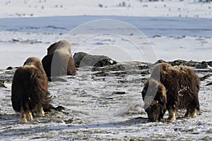 Wild Musk Ox in winter, mountains in Norway, Dovrefjell national park