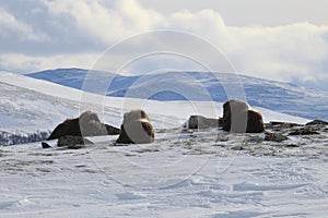 Wild Musk Ox in winter, mountains in Norway, Dovrefjell national park