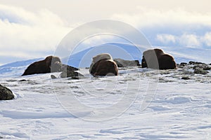 Wild Musk Ox in winter, mountains in Norway, Dovrefjell national park