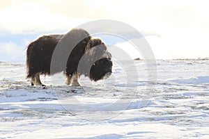 Wild Musk Ox in winter, mountains in Norway, Dovrefjell national park