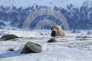 Wild Musk Ox in winter, mountains in Norway, Dovrefjell national park