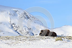 Wild Musk Ox in winter, mountains in Norway, Dovrefjell national park