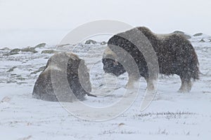 Wild Musk Ox in winter, mountains in Norway, Dovrefjell national park