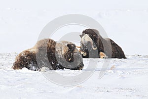 Wild Musk Ox in winter, mountains in Norway, Dovrefjell national park