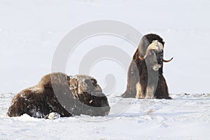 Wild Musk Ox in winter, mountains in Norway, Dovrefjell national park