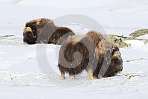 Wild Musk Ox in winter, mountains in Norway, Dovrefjell national park