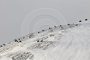 Wild Musk Ox in winter, mountains in Norway, Dovrefjell national park