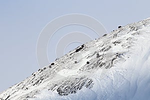 Wild Musk Ox in winter, mountains in Norway, Dovrefjell national park