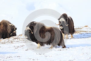 Wild Musk Ox in winter, mountains in Norway, Dovrefjell national park photo