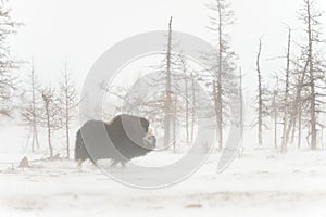 Wild muskox in the snowstorm