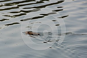 Wild muskrat swims in the water