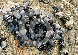 Wild mussels growing on rock
