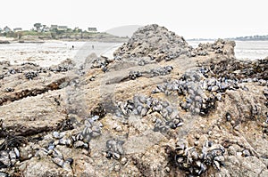 Wild mussels in the nature, on the rocks of the shore