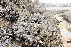 Wild mussels in the nature, on the rocks of the shore