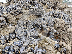 Wild mussels in the nature, on the rocks of the shore