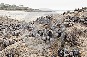 Wild mussels in the nature, on the rocks of the shore