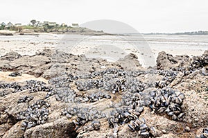 Wild mussels in the nature, on the rocks of the shore