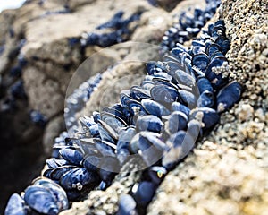 Wild mussels on the rocks of the coast in Brittany